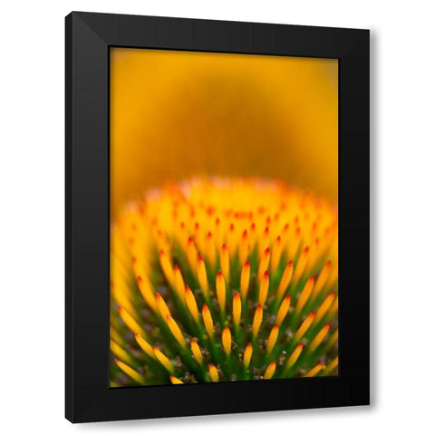 California Detail of purple coneflower stigmas Black Modern Wood Framed Art Print with Double Matting by Jaynes Gallery