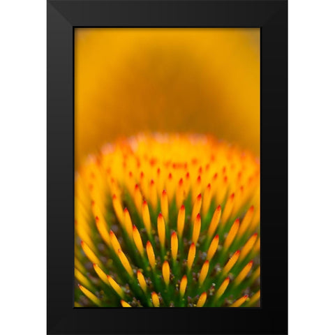 California Detail of purple coneflower stigmas Black Modern Wood Framed Art Print by Jaynes Gallery