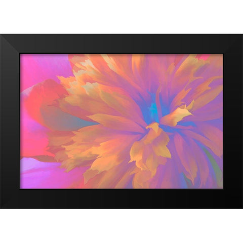 California Abstract of blooming peony flower Black Modern Wood Framed Art Print by Jaynes Gallery
