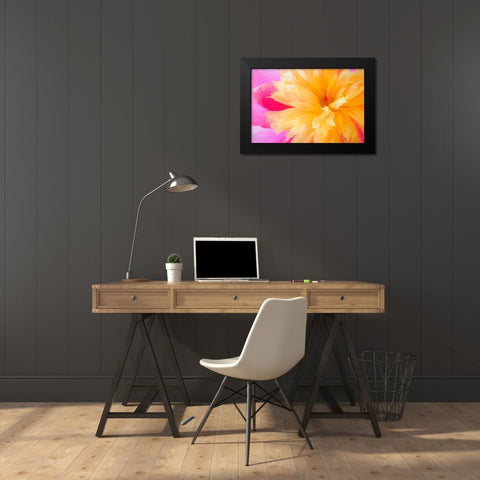 California Abstract of blooming peony flower Black Modern Wood Framed Art Print by Jaynes Gallery