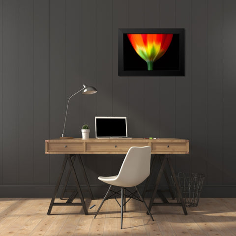 California Close-up of tulip flower Black Modern Wood Framed Art Print by Jaynes Gallery