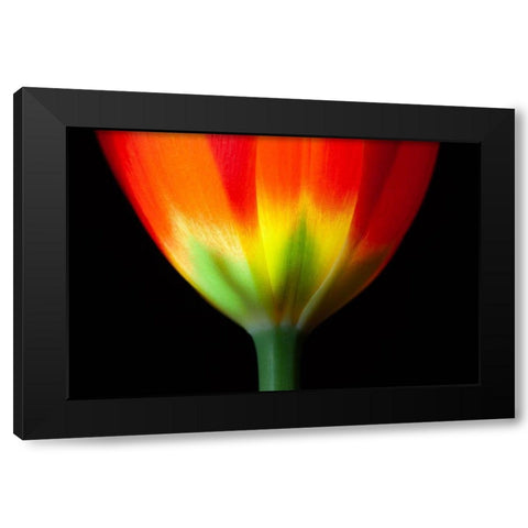 California Close-up of tulip flower Black Modern Wood Framed Art Print with Double Matting by Jaynes Gallery