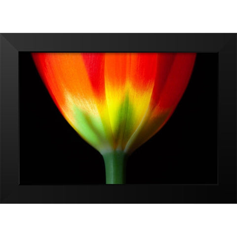 California Close-up of tulip flower Black Modern Wood Framed Art Print by Jaynes Gallery