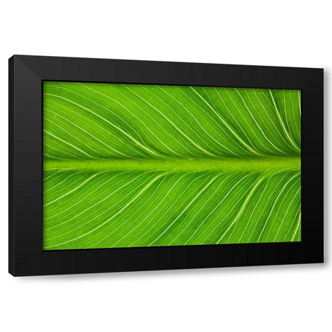 California Vein patterns in green leaf Black Modern Wood Framed Art Print by Jaynes Gallery