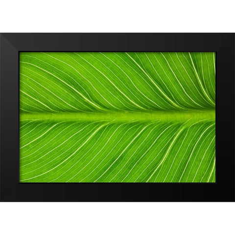 California Vein patterns in green leaf Black Modern Wood Framed Art Print by Jaynes Gallery