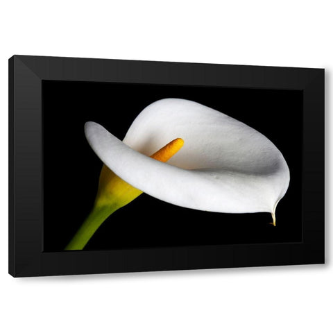 California Calla lily close-up Black Modern Wood Framed Art Print by Jaynes Gallery