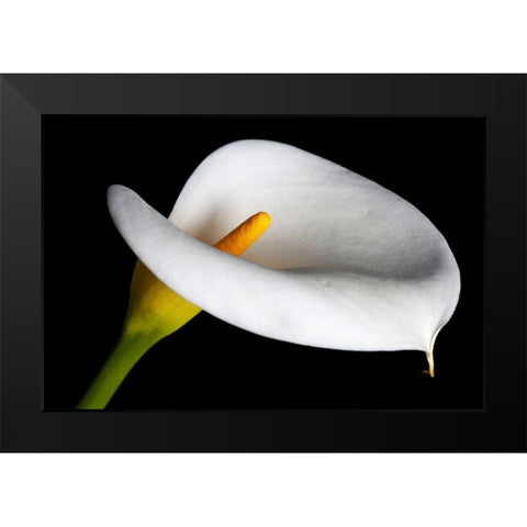 California Calla lily close-up Black Modern Wood Framed Art Print by Jaynes Gallery