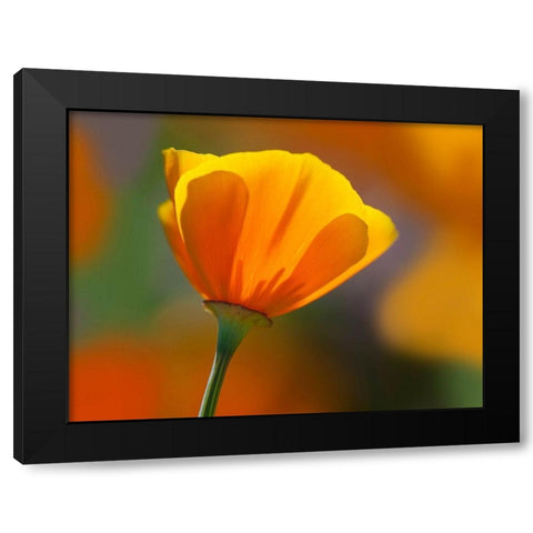 California Close-up of poppy flower Black Modern Wood Framed Art Print by Jaynes Gallery