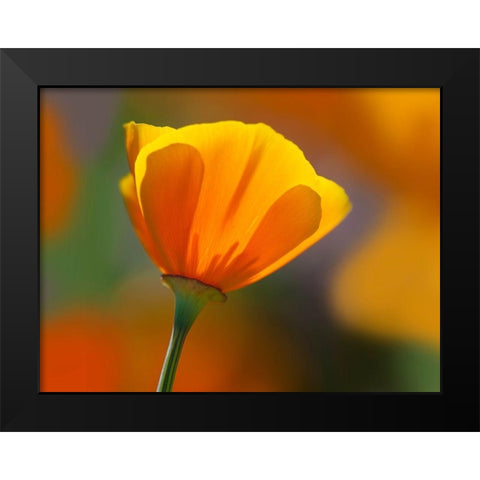 California Close-up of poppy flower Black Modern Wood Framed Art Print by Jaynes Gallery