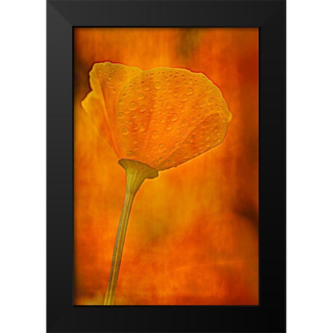 California California poppy close-up Black Modern Wood Framed Art Print by Jaynes Gallery