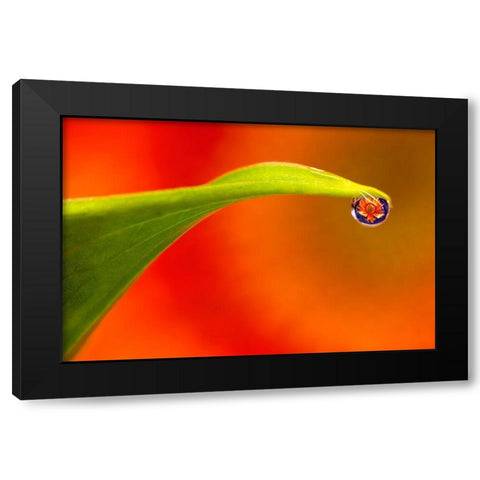 California Flower reflects in water droplet Black Modern Wood Framed Art Print by Jaynes Gallery