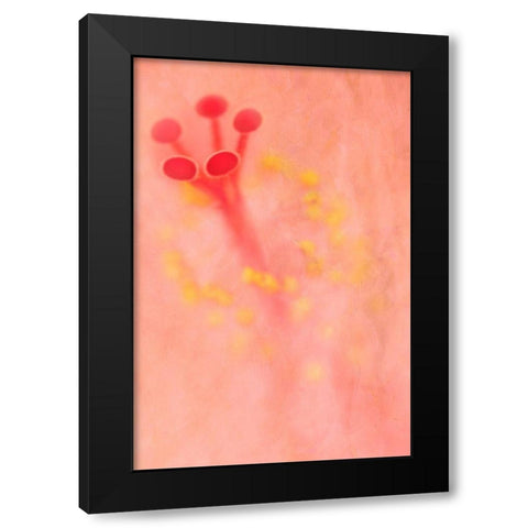 California Detail of hibiscus flower Black Modern Wood Framed Art Print by Jaynes Gallery