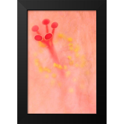 California Detail of hibiscus flower Black Modern Wood Framed Art Print by Jaynes Gallery
