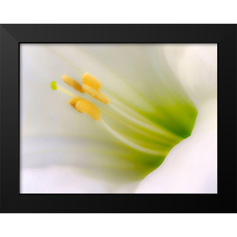 California Detail of sacred datura flower Black Modern Wood Framed Art Print by Jaynes Gallery