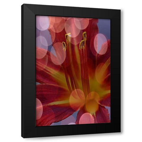 California Abstract of day lily flower Black Modern Wood Framed Art Print by Jaynes Gallery
