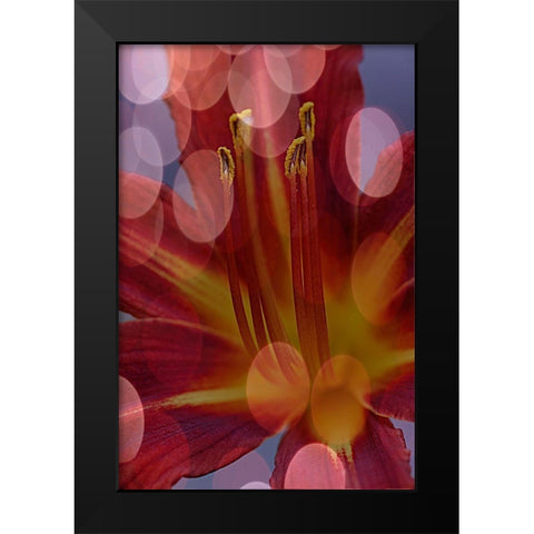 California Abstract of day lily flower Black Modern Wood Framed Art Print by Jaynes Gallery