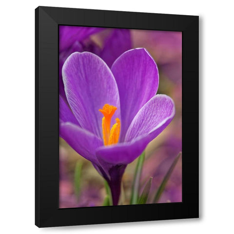 California Crocus flower Black Modern Wood Framed Art Print with Double Matting by Jaynes Gallery