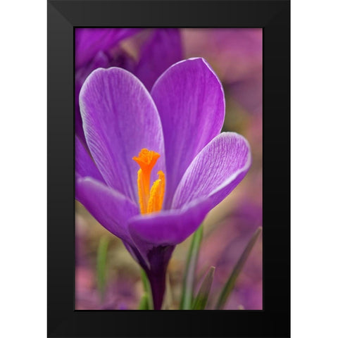 California Crocus flower Black Modern Wood Framed Art Print by Jaynes Gallery