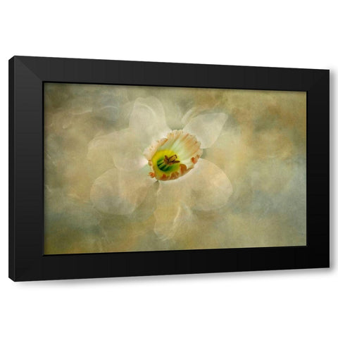California Abstract of daffodil close-up Black Modern Wood Framed Art Print with Double Matting by Jaynes Gallery
