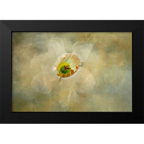 California Abstract of daffodil close-up Black Modern Wood Framed Art Print by Jaynes Gallery