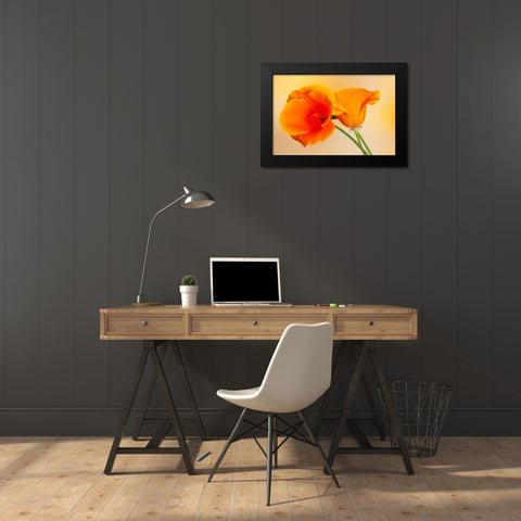 California Close-up of orange poppy Black Modern Wood Framed Art Print by Jaynes Gallery