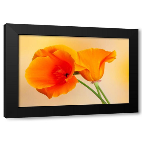California Close-up of orange poppy Black Modern Wood Framed Art Print with Double Matting by Jaynes Gallery