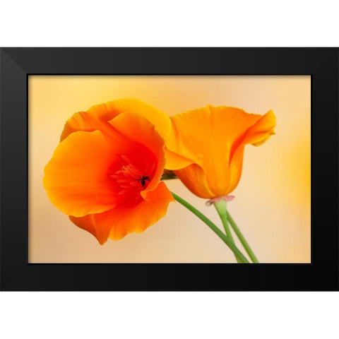 California Close-up of orange poppy Black Modern Wood Framed Art Print by Jaynes Gallery