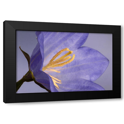 California Campanella flower detail Black Modern Wood Framed Art Print with Double Matting by Jaynes Gallery