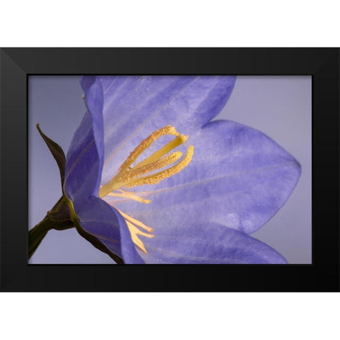 California Campanella flower detail Black Modern Wood Framed Art Print by Jaynes Gallery