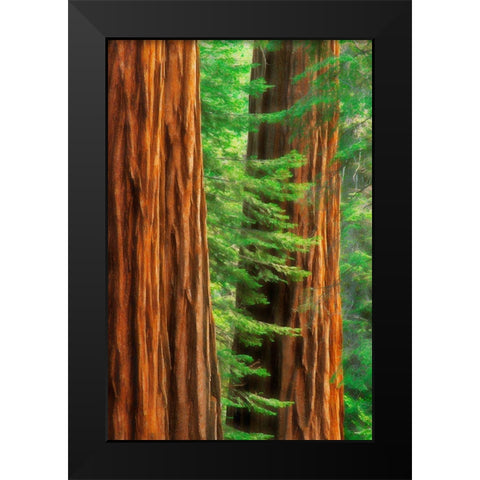 California-Yosemite National Park Abstract of sequoia tress in Mariposa Grove Black Modern Wood Framed Art Print by Jaynes Gallery