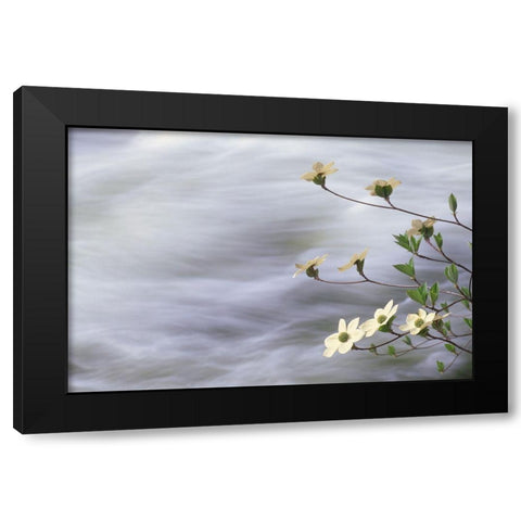 California-Yosemite National Park Blooming dogwood along Merced River rapids Black Modern Wood Framed Art Print with Double Matting by Jaynes Gallery