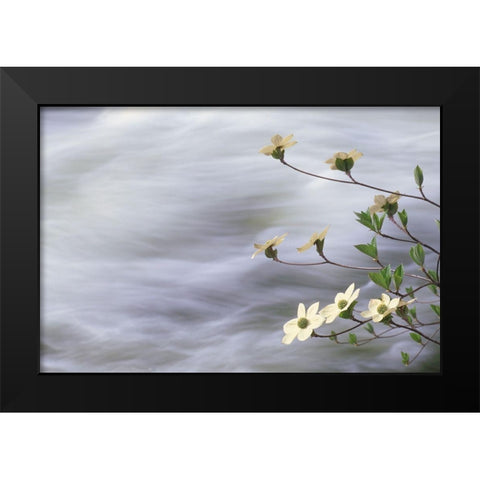 California-Yosemite National Park Blooming dogwood along Merced River rapids Black Modern Wood Framed Art Print by Jaynes Gallery