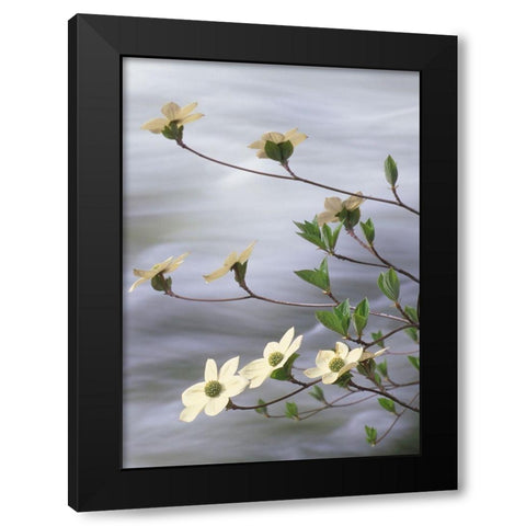 California-Yosemite National Park Blooming dogwood along Merced River rapids Black Modern Wood Framed Art Print with Double Matting by Jaynes Gallery
