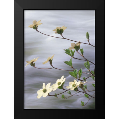 California-Yosemite National Park Blooming dogwood along Merced River rapids Black Modern Wood Framed Art Print by Jaynes Gallery