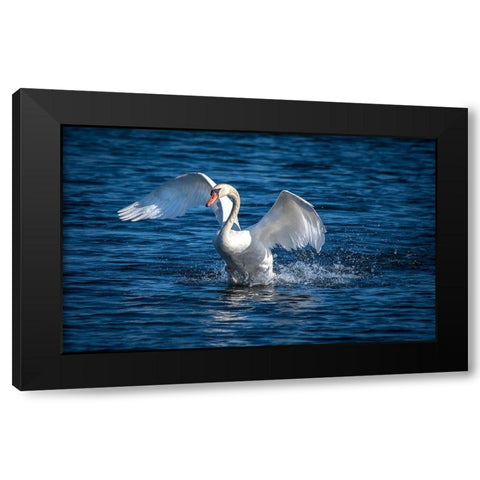 Usa-California A mute swan flaps its huge wings during courting behavior on a California pond Black Modern Wood Framed Art Print with Double Matting by Sederquist, Betty