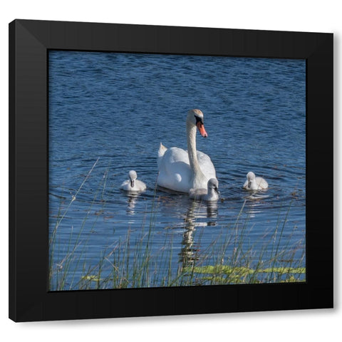 Usa-California A mute swan tends to her cygnets on a California pond Black Modern Wood Framed Art Print with Double Matting by Sederquist, Betty