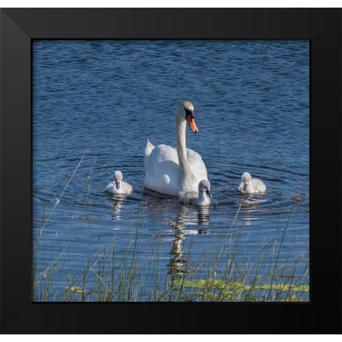 Usa-California A mute swan tends to her cygnets on a California pond Black Modern Wood Framed Art Print by Sederquist, Betty
