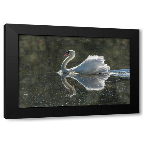 Usa-California A mute swan fans its wings during courtship behavior Black Modern Wood Framed Art Print by Sederquist, Betty