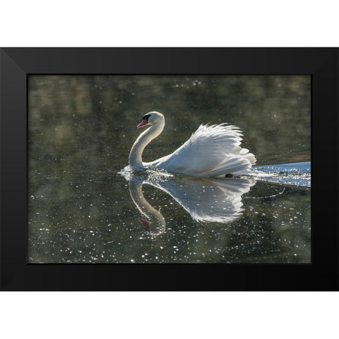 Usa-California A mute swan fans its wings during courtship behavior Black Modern Wood Framed Art Print by Sederquist, Betty