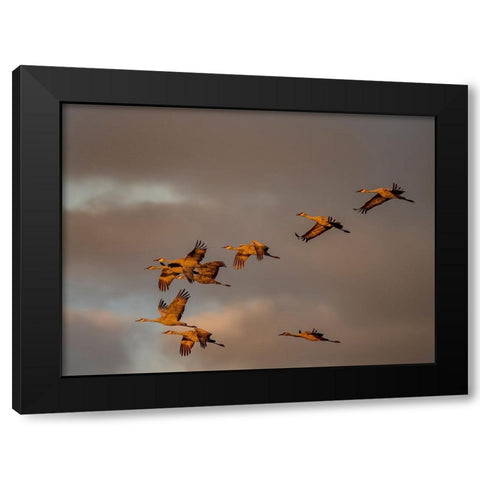 Usa-California A flock of sandhill cranes flies at sunset-near Lodi-California Black Modern Wood Framed Art Print with Double Matting by Sederquist, Betty