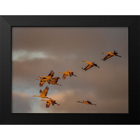 Usa-California A flock of sandhill cranes flies at sunset-near Lodi-California Black Modern Wood Framed Art Print by Sederquist, Betty