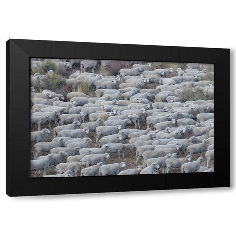 Usa-California Shepherds guide huge herds of sheep in the high Sierras near Bodie Black Modern Wood Framed Art Print with Double Matting by Sederquist, Betty