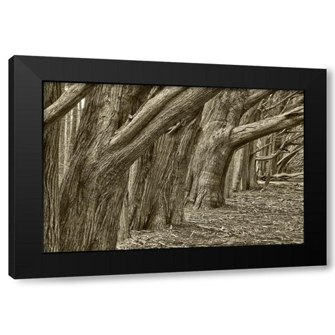 Usa-California Huge cypress trees grow in a line near a Point Reyes road Black Modern Wood Framed Art Print by Sederquist, Betty