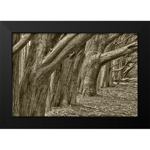 Usa-California Huge cypress trees grow in a line near a Point Reyes road Black Modern Wood Framed Art Print by Sederquist, Betty