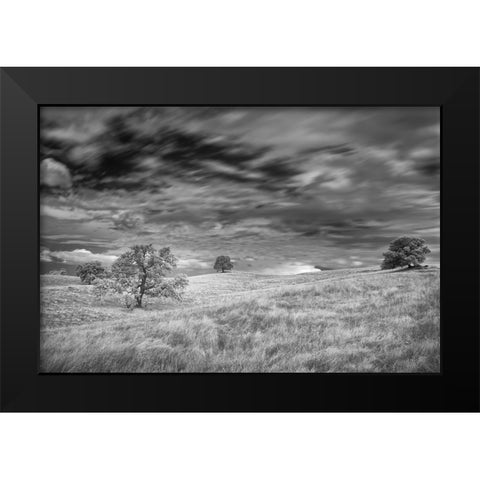 Infrared image of clouds-grasslands and oak trees in Amador County Black Modern Wood Framed Art Print by Sederquist, Betty