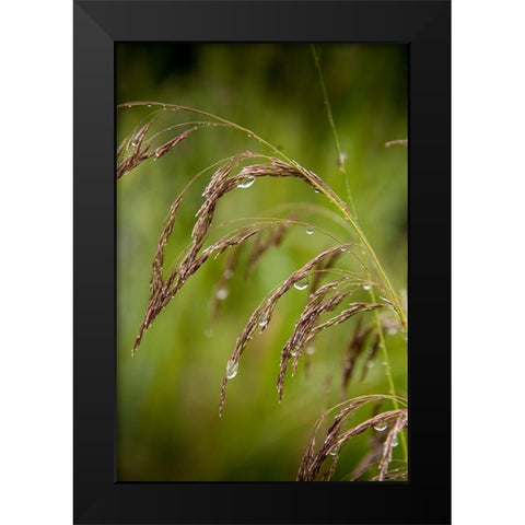 Rain drops glisten on this weed in spring Black Modern Wood Framed Art Print by Sederquist, Betty