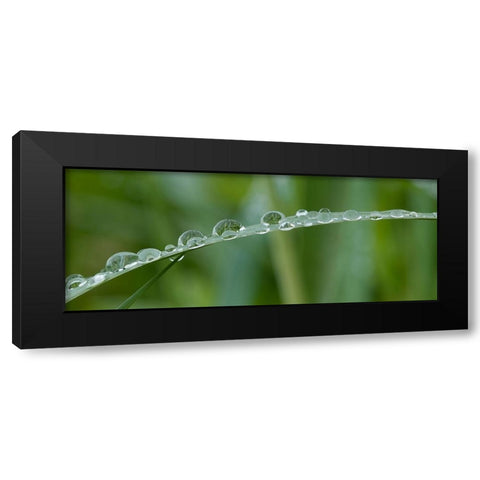 Usa-California Raindrops crowd this grass blade in Lotus-California Black Modern Wood Framed Art Print with Double Matting by Sederquist, Betty