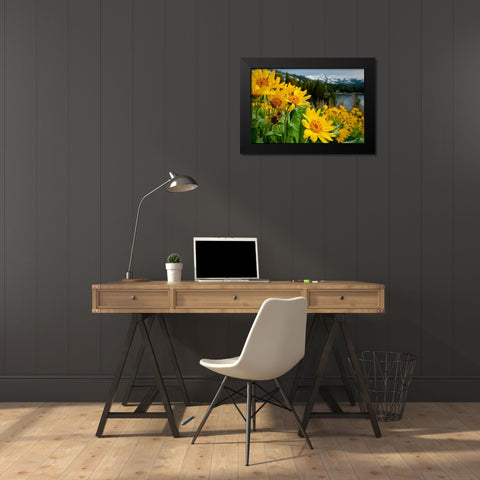 Summer-mule ear flowers flourish along the edges of Caples Lake in the Carson Pass area Black Modern Wood Framed Art Print by Sederquist, Betty