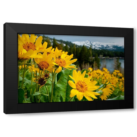 Summer-mule ear flowers flourish along the edges of Caples Lake in the Carson Pass area Black Modern Wood Framed Art Print by Sederquist, Betty