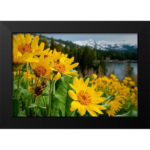 Summer-mule ear flowers flourish along the edges of Caples Lake in the Carson Pass area Black Modern Wood Framed Art Print by Sederquist, Betty